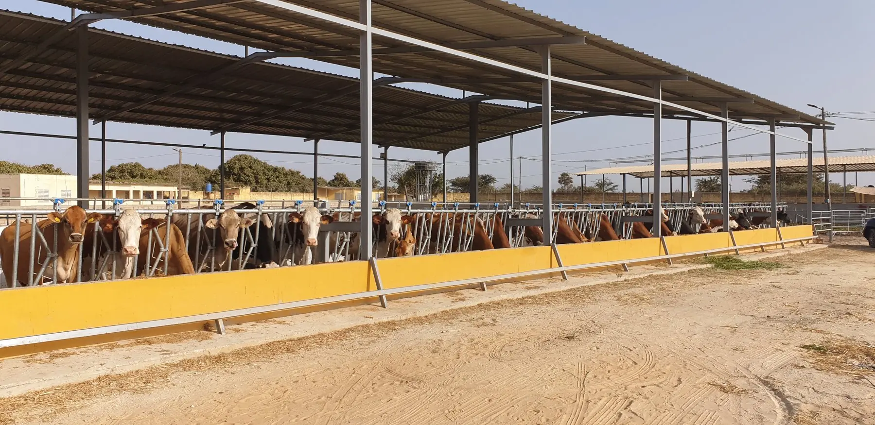 Long feed barrier with cows at the yellow-painted manger under a corrugated-roof shelter